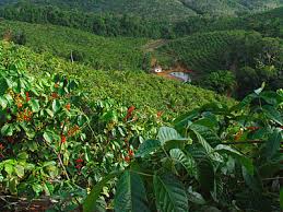 guarana fyto