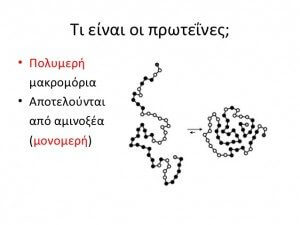 proteines